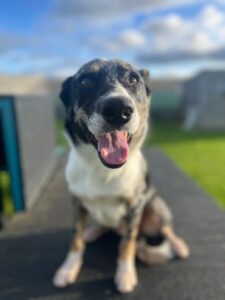 New dog listed for rescue at the Edinburgh Dog and Cat Home - Hamish