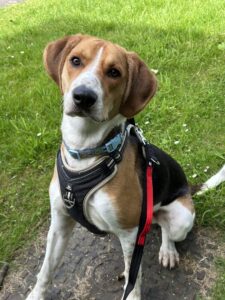 New dog listed for rescue at the Edinburgh Dog and Cat Home - Cooper