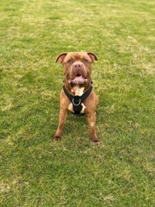 New dog listed for rescue at the Edinburgh Dog and Cat Home - Milo