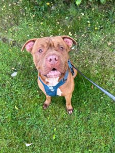 New dog listed for rescue at the Edinburgh Dog and Cat Home - Milo