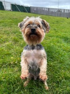 New dog listed for rescue at the Edinburgh Dog and Cat Home - Ted