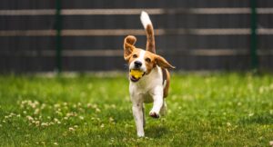 dog running through garden with yellow ball in his mouth