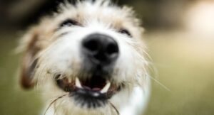 close up image of smiling fluffy dog