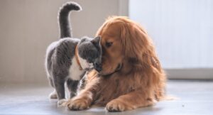 golden retriever and grey cat butting heads affectionately