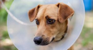 close up of dog wearing cone