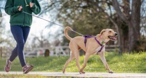 woman in green jumper running in park on a sunny day with a golden labrador dog on a lead