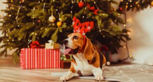 dog wearing reindeer antlers in front of christmas tree