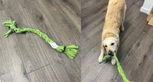 golden retriever playing with a DIY tug toy