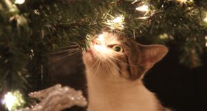 cat sniffing a christmas tree