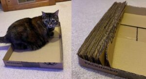 cat sitting in a cardboard box