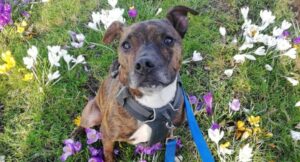 Image of Leo smiling surrounded by wildflowers