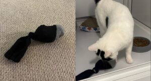 cat playing with a diy crinkle toy