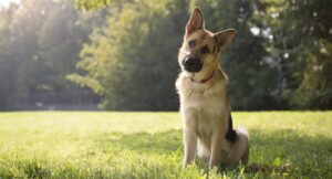 German shepherd sitting in a sunny park