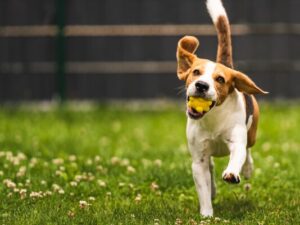 dog running through garden with yellow ball in his mouth