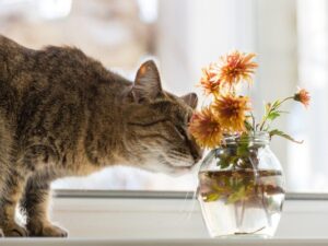 cat sniffing vases of flowers