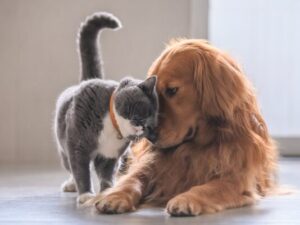 golden retriever and grey cat butting heads affectionately