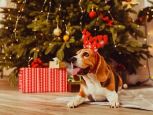 dog wearing reindeer antlers in front of christmas tree