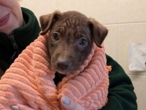 close up of Maple swaddled in a towel