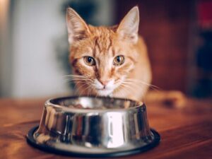 Cat eating out of food bowl