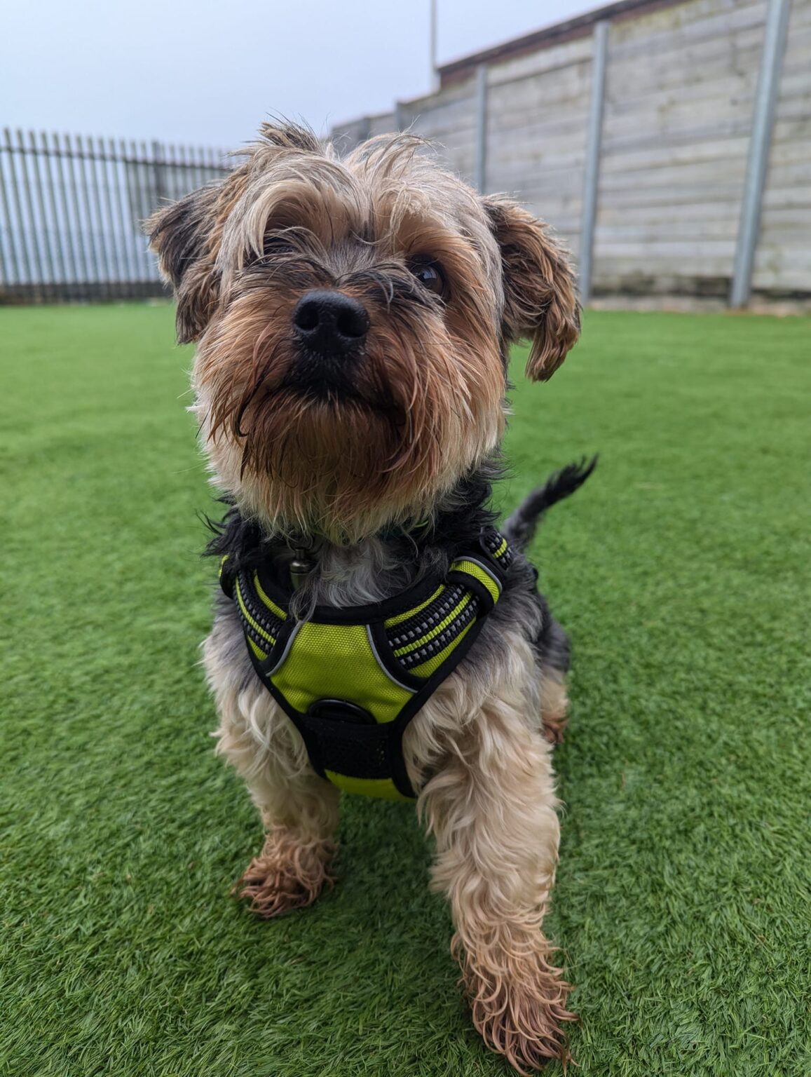 Ted Edinburgh Dog & Cat Home