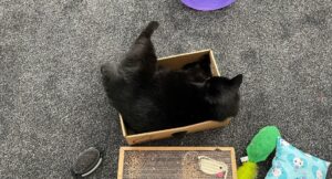 Lily relaxing in a cardboard box