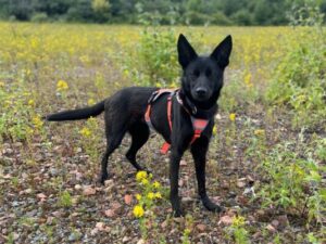 Mona in the field