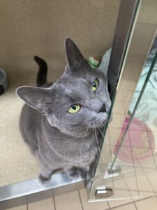 New cat listed for rescue at the Edinburgh Dog and Cat Home - Phoebe