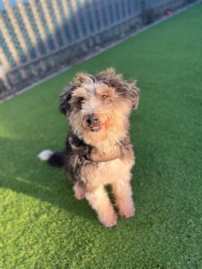 New dog listed for rescue at the Edinburgh Dog and Cat Home - Dusty