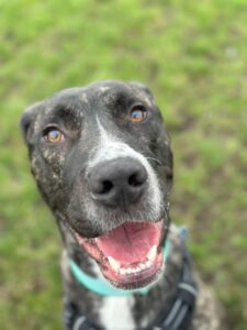 New dog listed for rescue at the Edinburgh Dog and Cat Home - Max