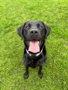 New dog listed for rescue at the Edinburgh Dog and Cat Home - Raven