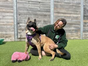 New dog listed for rescue at the Edinburgh Dog and Cat Home - Bella