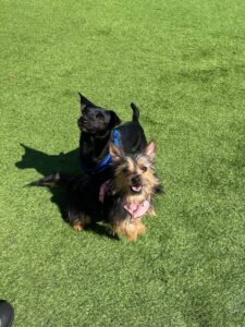 New dog listed for rescue at the Edinburgh Dog and Cat Home - Arlo & Poppy