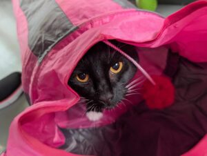 New cat listed for rescue at the Edinburgh Dog and Cat Home - Charmander