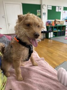 New dog listed for rescue at the Edinburgh Dog and Cat Home - Nala