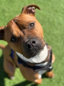 New dog listed for rescue at the Edinburgh Dog and Cat Home - Rocky