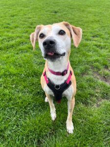 New dog listed for rescue at the Edinburgh Dog and Cat Home - Sandy