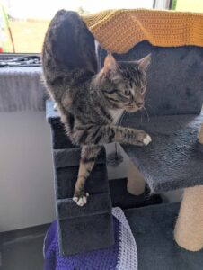 New cat listed for rescue at the Edinburgh Dog and Cat Home - Shadow