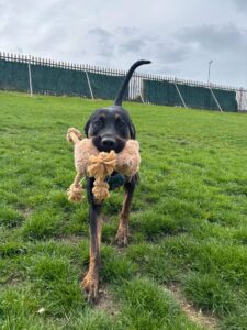 New dog listed for rescue at the Edinburgh Dog and Cat Home - Bear