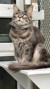 New cat listed for rescue at the Edinburgh Dog and Cat Home - Cleo
