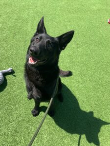 New dog listed for rescue at the Edinburgh Dog and Cat Home - Kayla