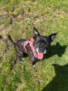 New dog listed for rescue at the Edinburgh Dog and Cat Home - Morag