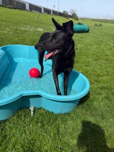 New dog listed for rescue at the Edinburgh Dog and Cat Home - Teddy