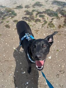 New dog listed for rescue at the Edinburgh Dog and Cat Home - Teddy