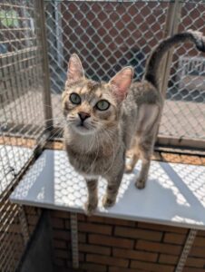 New cat listed for rescue at the Edinburgh Dog and Cat Home - Cassie