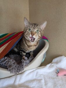 New cat listed for rescue at the Edinburgh Dog and Cat Home - Ghengis