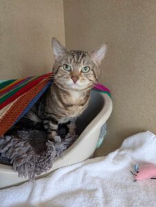 New cat listed for rescue at the Edinburgh Dog and Cat Home - Ghengis