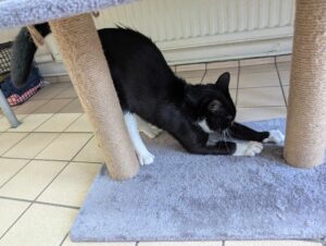 New cat listed for rescue at the Edinburgh Dog and Cat Home - Grace
