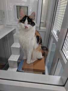 New cat listed for rescue at the Edinburgh Dog and Cat Home - Meadow