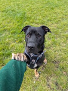 New dog listed for rescue at the Edinburgh Dog and Cat Home - Niall