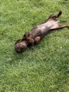 New dog listed for rescue at the Edinburgh Dog and Cat Home - Pippa